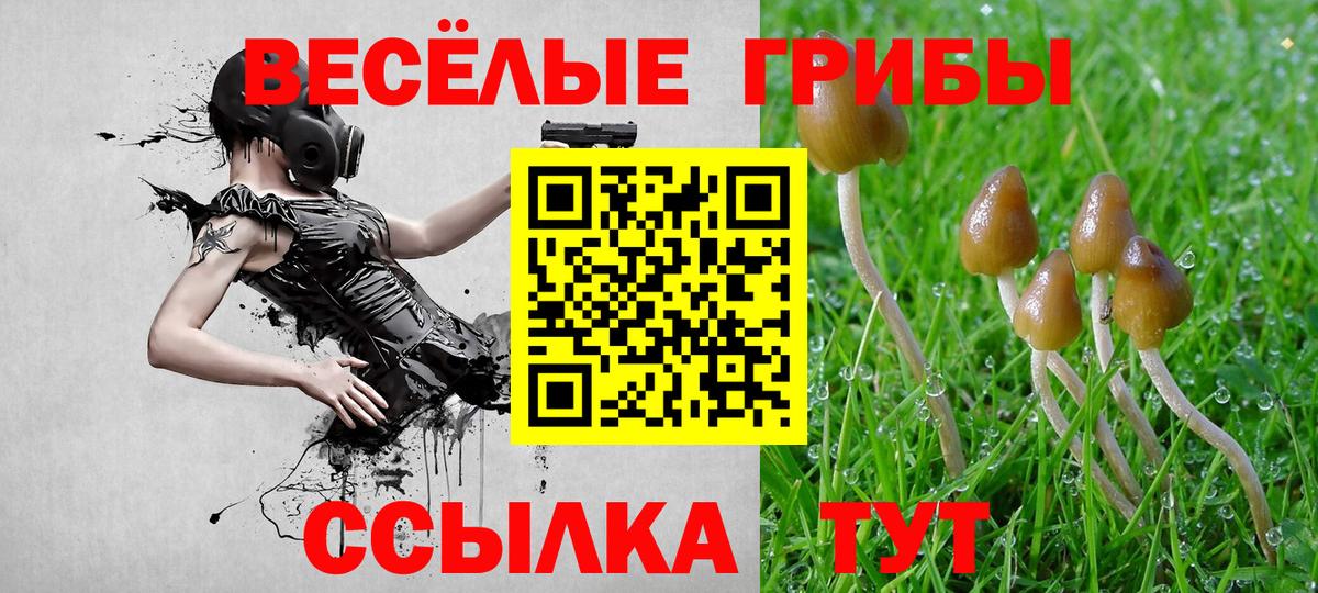 как найти закладки  Псилоцибиновые грибы GOLDEN TEACHER  Вход с VPN  Мурино 